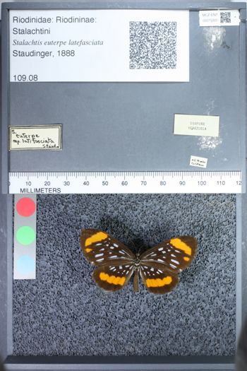 Media type: image;   Entomology 75001